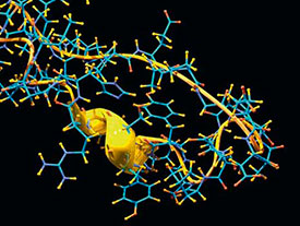 Spatial structure of the Peptide YY molecule